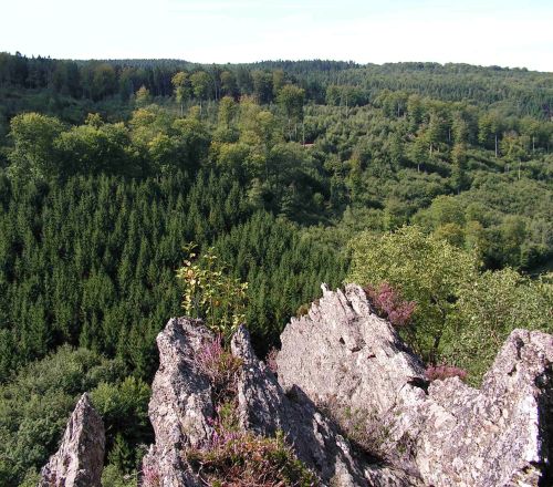 Felsformationen im Vordergrund dahinter ein dichter bewaldeter hügel mit verschiedenen baumarten unter blauem himmel