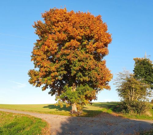 Baum mit orangefarbenen und grünen Blättern steht an Weggabelung unter blauem Himmel im Herbst
