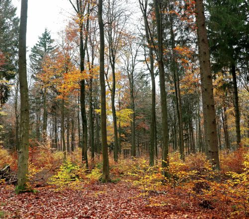 Gemeinde Gornhausen 29