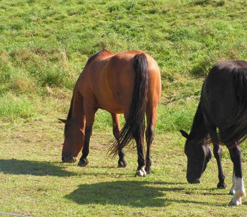 Gemeinde Gornhausen 34